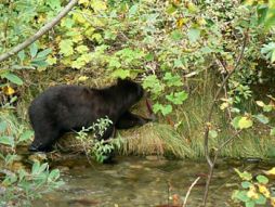 Beware of Preditory Black Bears: Photo by Riley Brandt
