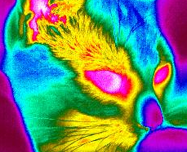 thermal_cat_cropped.png